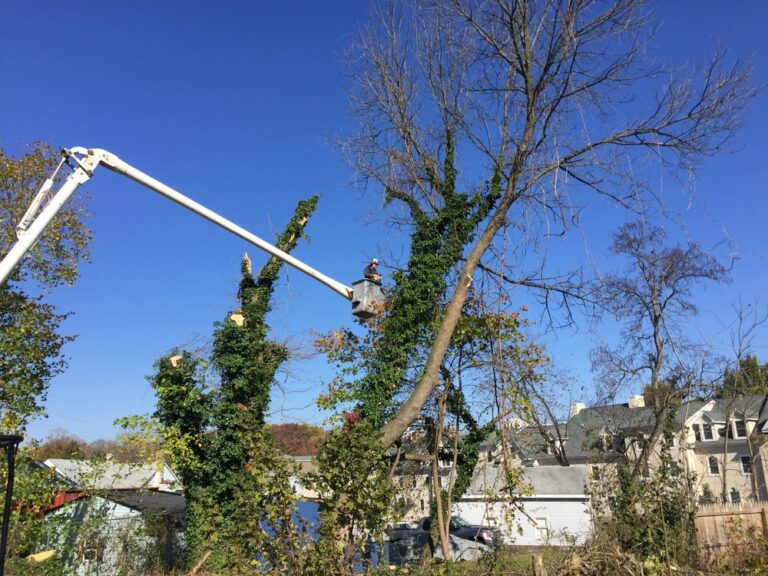 About Daniel’s Lawn & Tree LLC: Your Trusted Lawn and Tree Care Experts