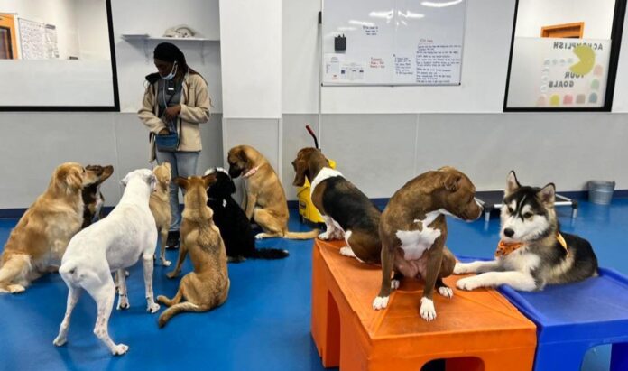 puppy daycare