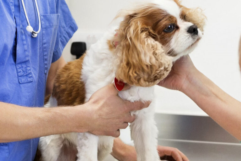 Compassionate Care from Trusted Family Vets