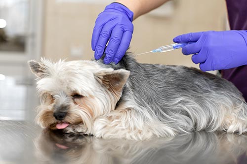 dog-vaccinations-schedule pet vaccination