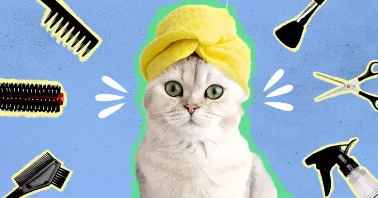 Finding a Reliable Cat Grooming Service Near You