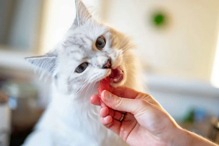 Why Freeze Dried Cat Treats Are a Nutritious Choice for Cats