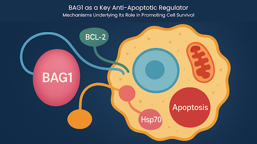 mouse BAG1 monoclonal antibody mouse BAG1 monoclonal antibody