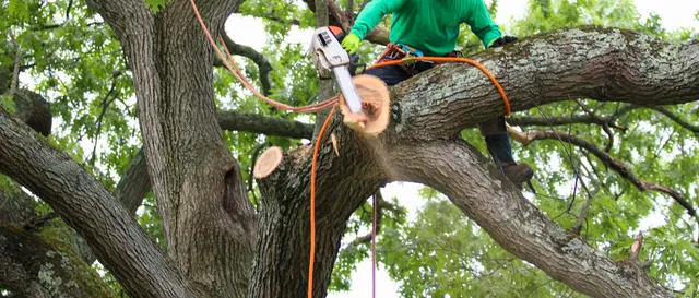 Asheville Arborists 1 Asheville