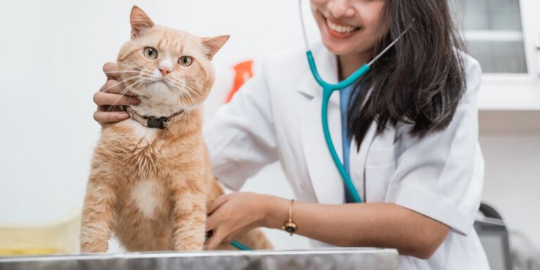 Finding the Right Vet in North Sydney: Tips for Comprehensive Pet Care